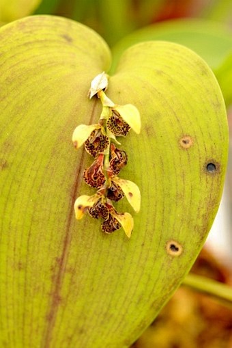 Acianthera cogniauxiana