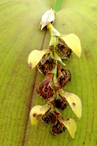 Acianthera cogniauxiana