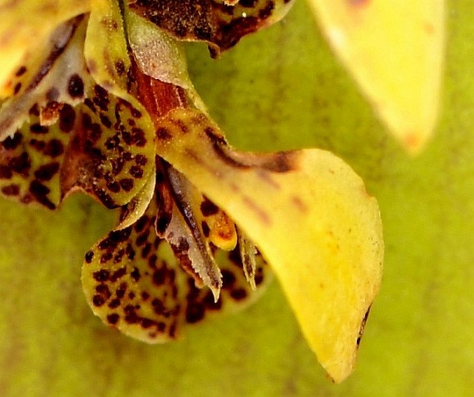 Acianthera cogniauxiana