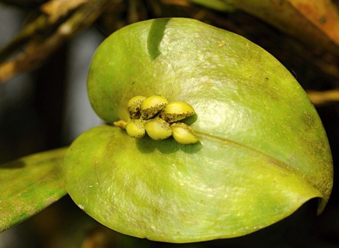 Acianthera cogniauxiana