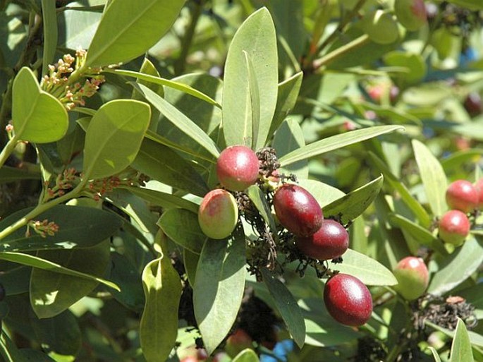 Acokanthera oblongifolia