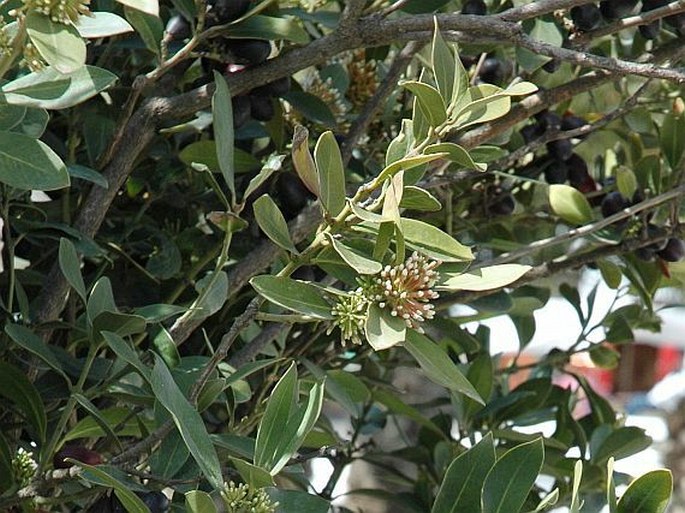 Acokanthera oblongifolia