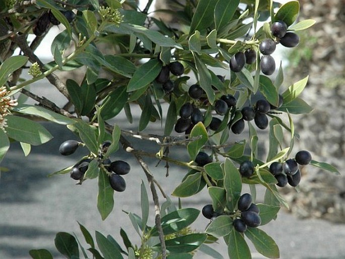 Acokanthera oblongifolia