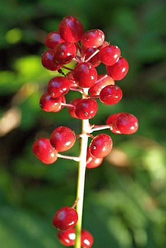 Actaea rubra