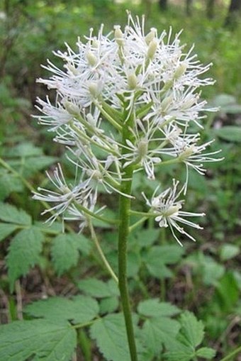 Actaea rubra