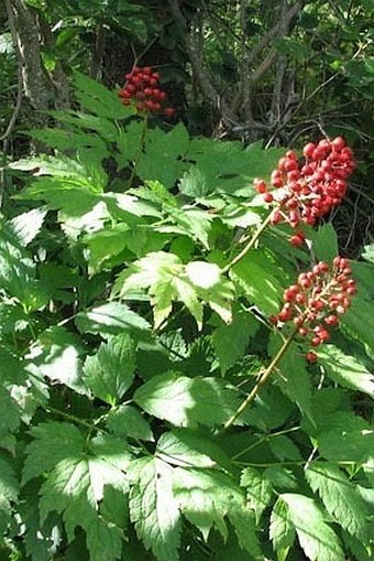 Actaea rubra