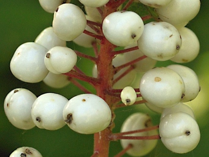 Actaea rubra