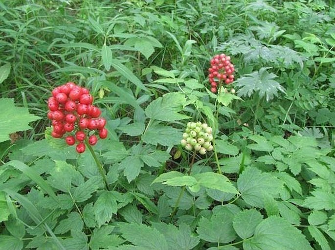 Actaea rubra