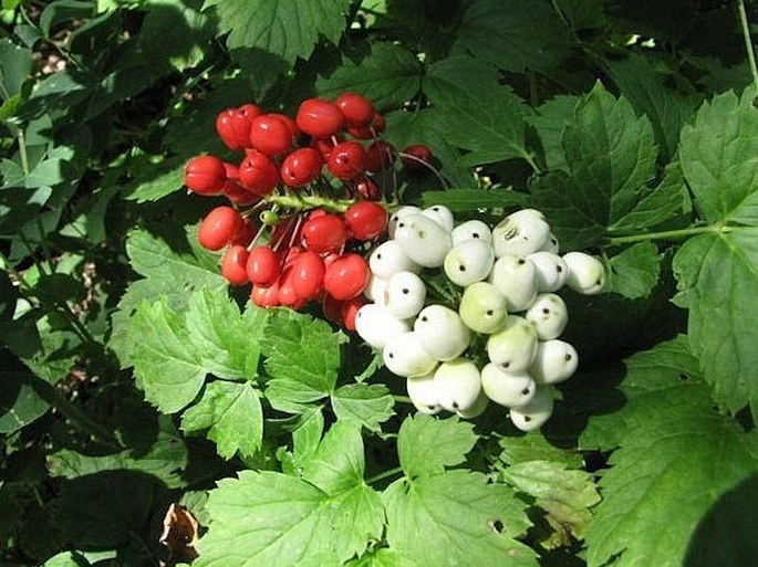 Actaea rubra