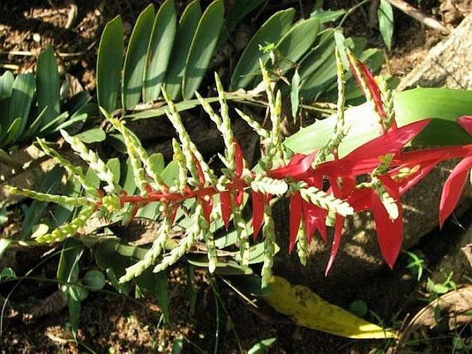 Aechmea bracteata