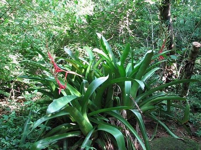 Aechmea bracteata