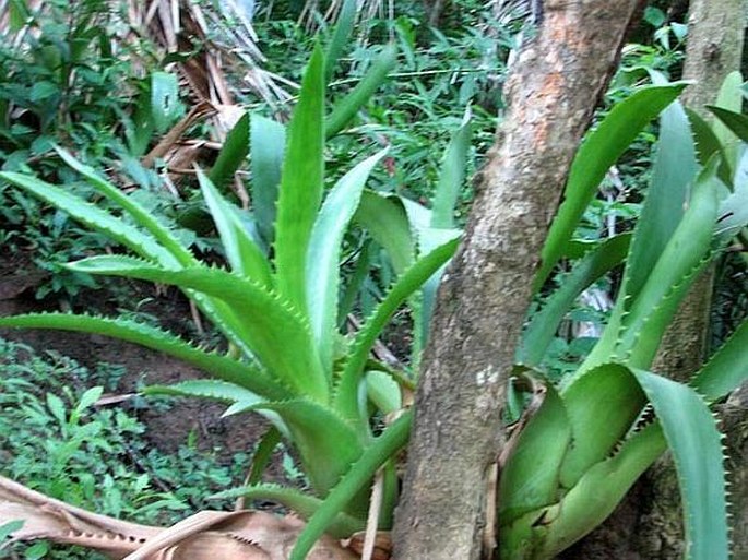 Aechmea bracteata