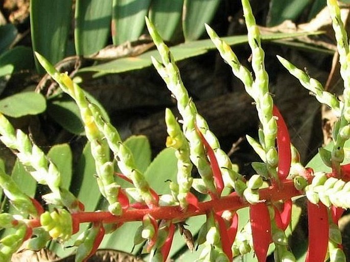 Aechmea bracteata