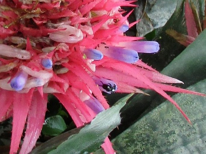 Aechmea fasciata