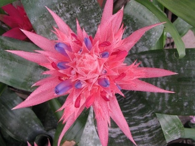 Aechmea fasciata