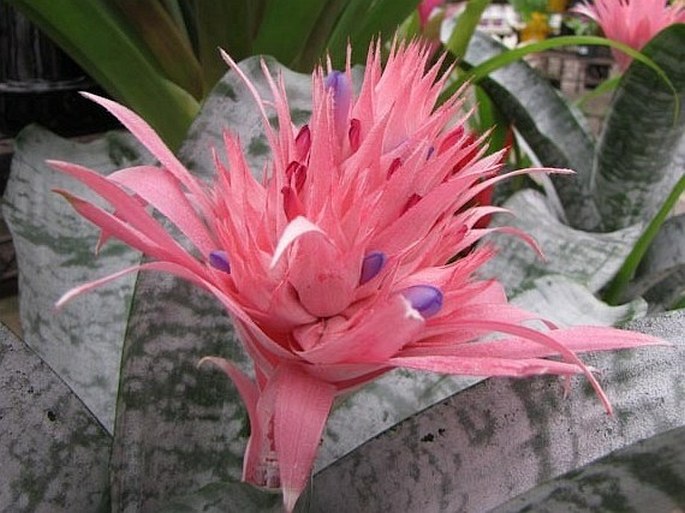 Aechmea fasciata