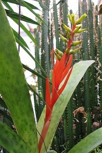 Aechmea nudicaulis