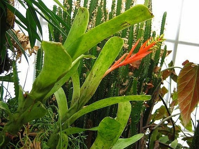 Aechmea nudicaulis