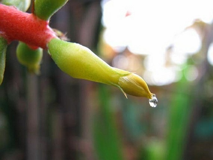 Aechmea nudicaulis