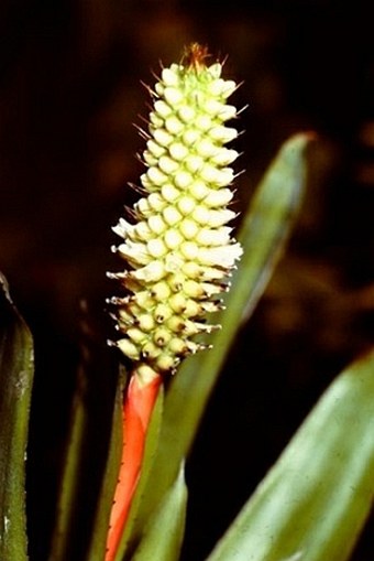 Aechmea pineliana