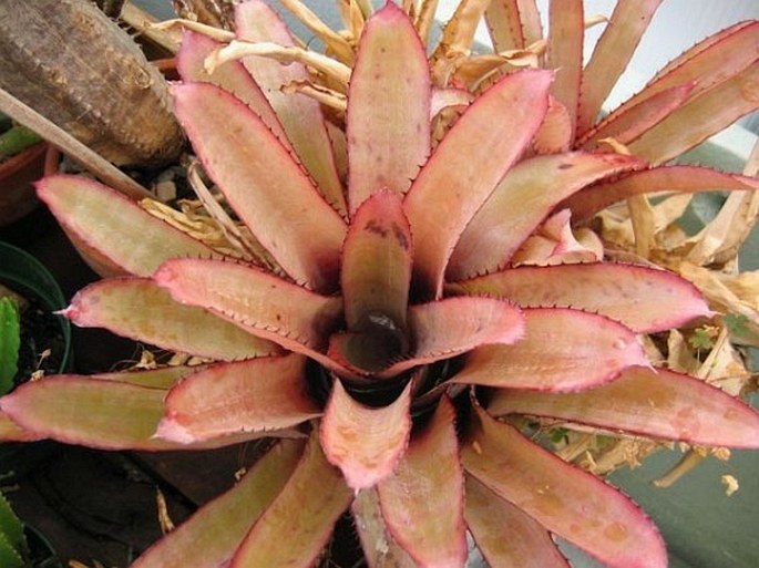 Aechmea pineliana