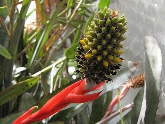 Aechmea pineliana