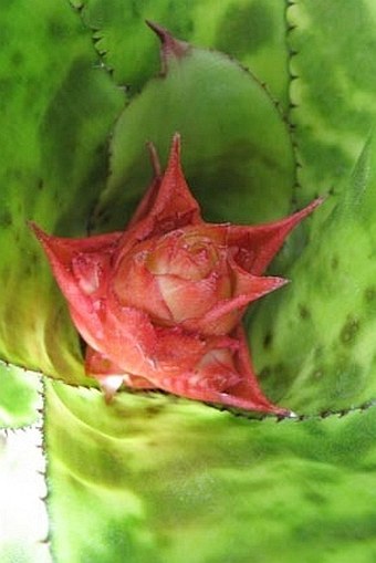 Aechmea orlandiana