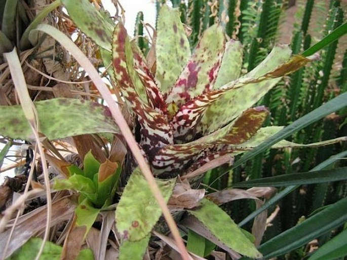 Aechmea orlandiana