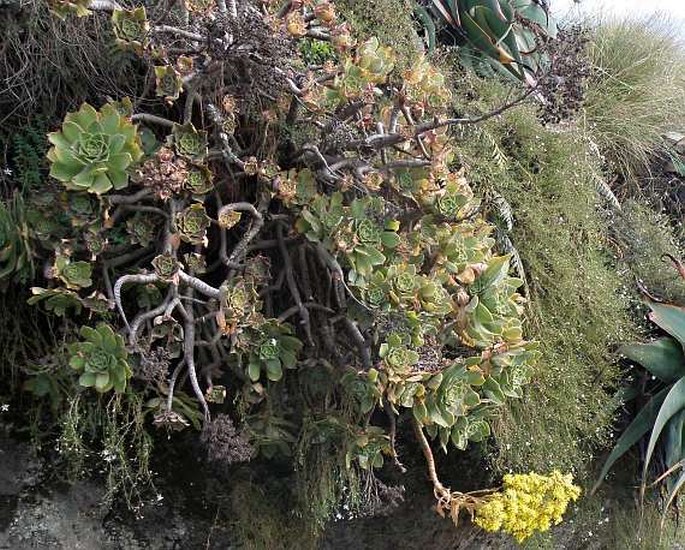 Aeonium leucoblepharum