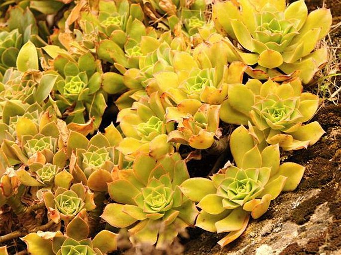 Aeonium leucoblepharum