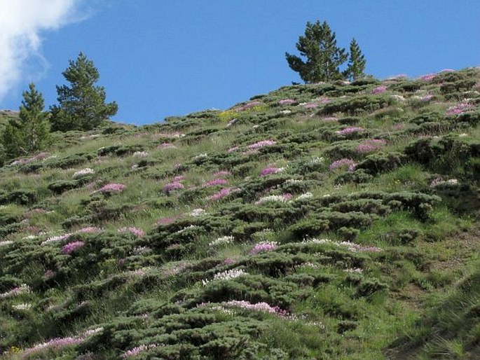 Aethionema grandiflorum