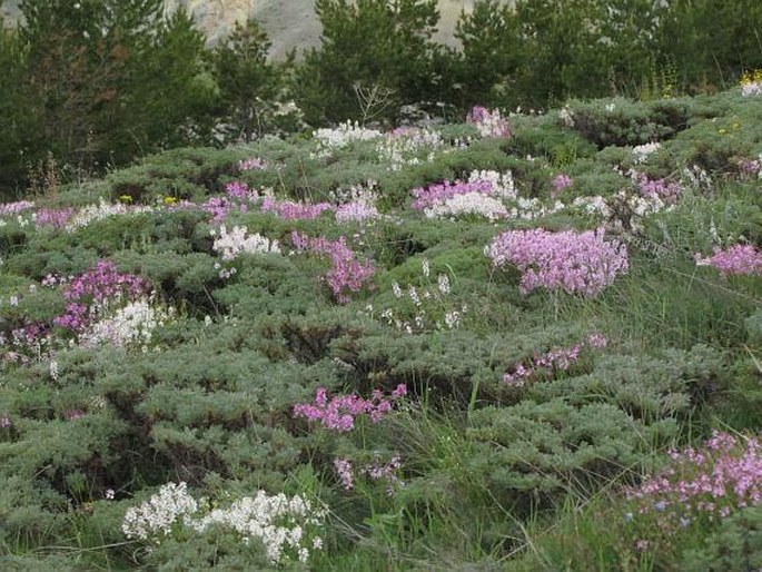 Aethionema grandiflorum