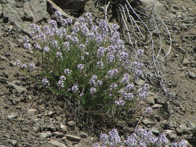 Aethionema grandiflorum