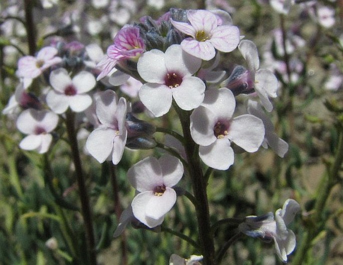 Aethionema grandiflorum