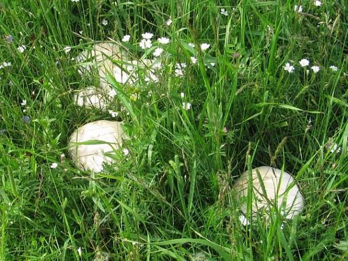 Agaricus campestris