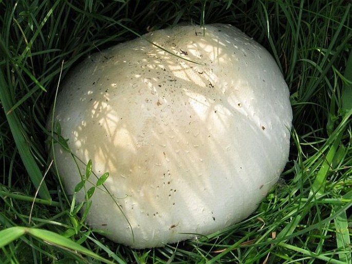 Agaricus campestris