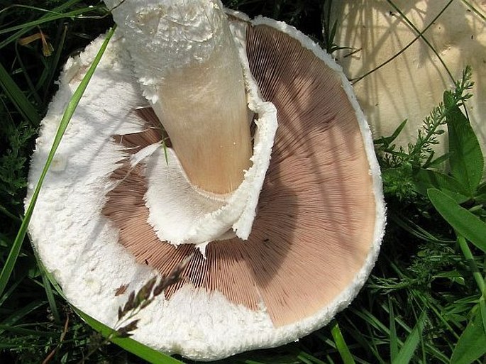 Agaricus campestris