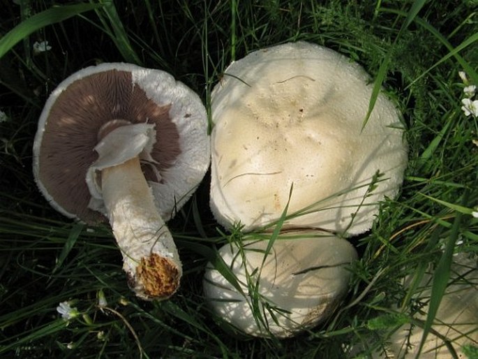 Agaricus campestris