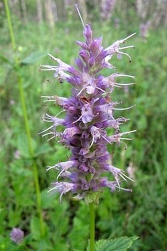 Agastache foeniculum