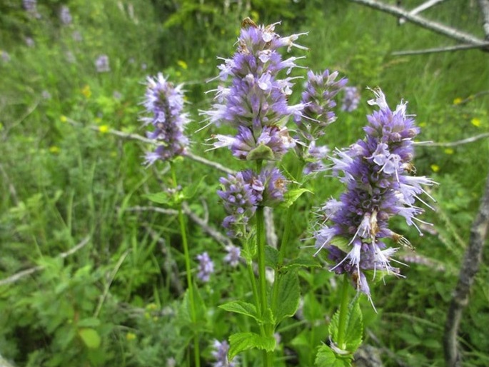 Agastache foeniculum