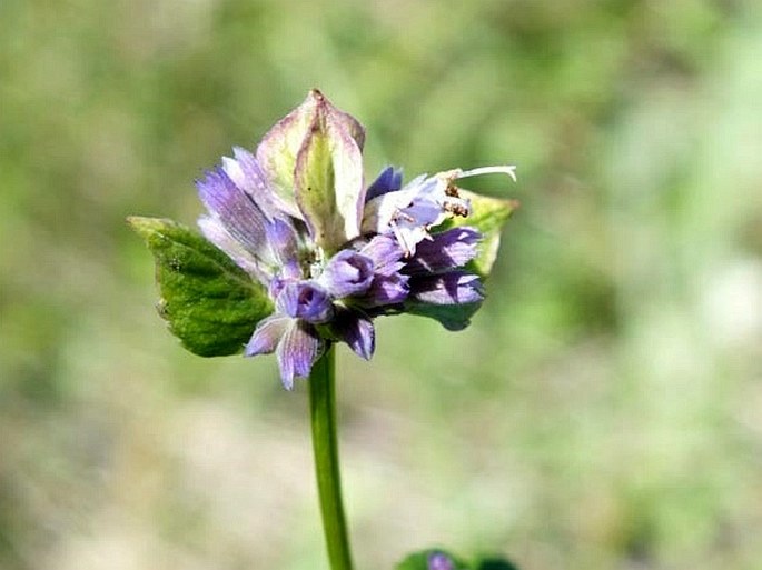 Agastache foeniculum