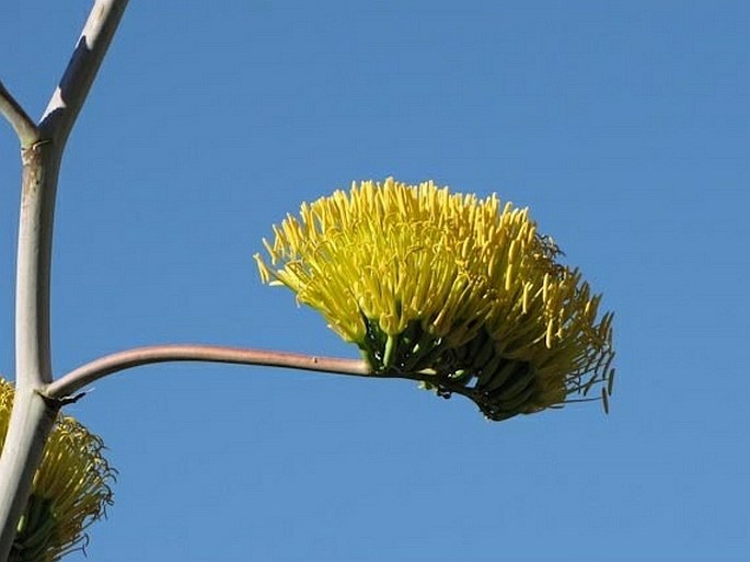 AGAVE CHRYSANTHA Peebles – agáve