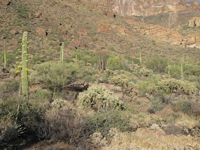 Agave chrysantha