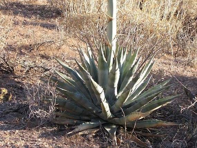 Agave chrysantha