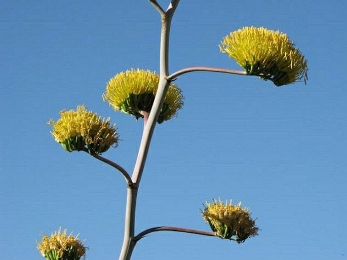 Agave chrysantha