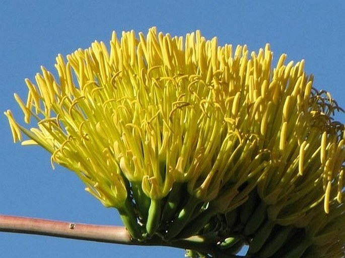 Agave chrysantha