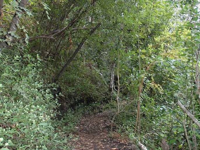 Ageratina riparia