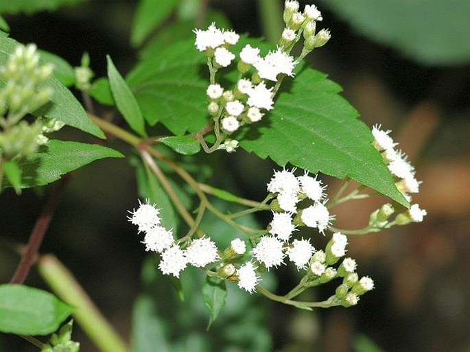 Ageratina riparia