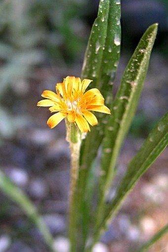 Agoseris aurantiaca