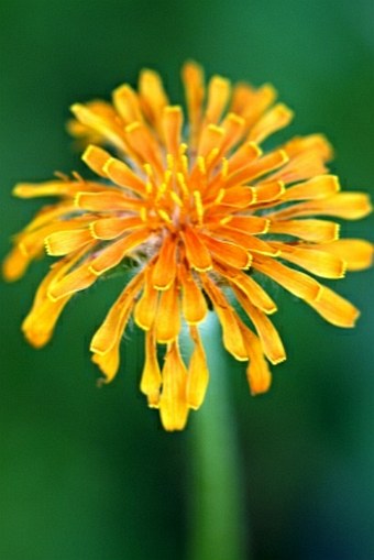 Agoseris aurantiaca